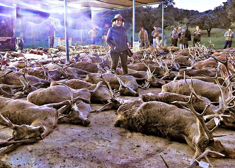 Chaqueta Caza Blaser