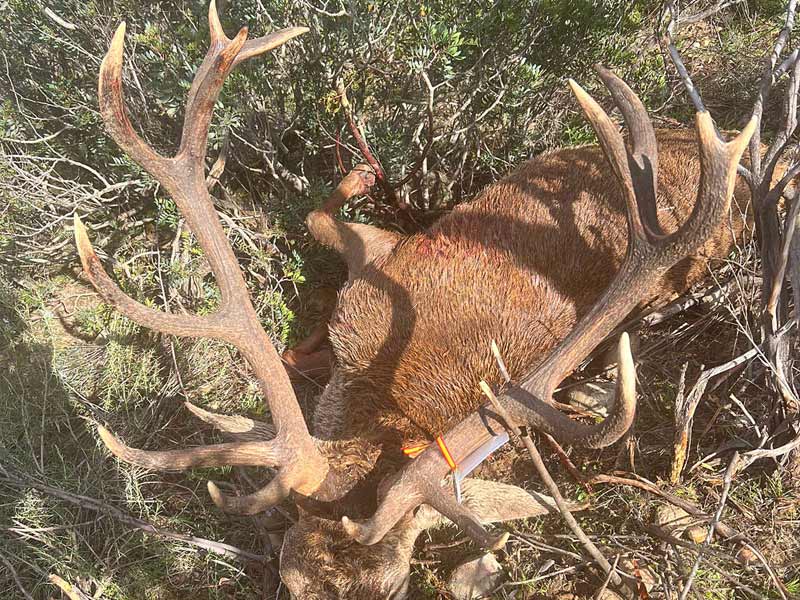 Chaqueta Caza Blaser