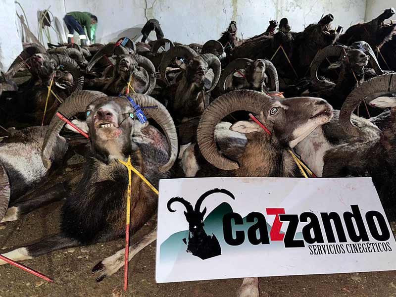 Chaqueta Caza Blaser