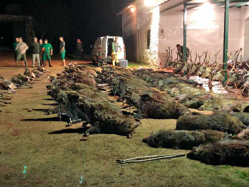 Chaqueta Caza Blaser