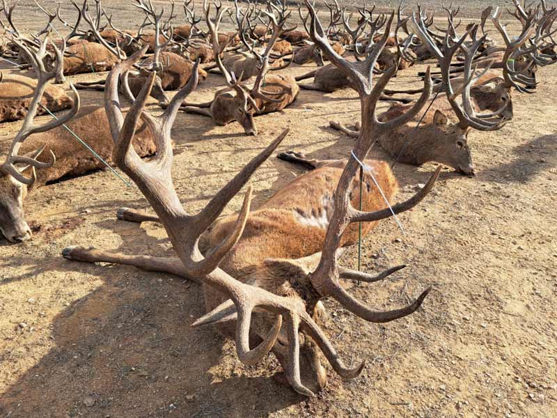 Chaqueta Caza Blaser