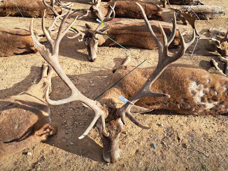 Chaqueta Caza Blaser