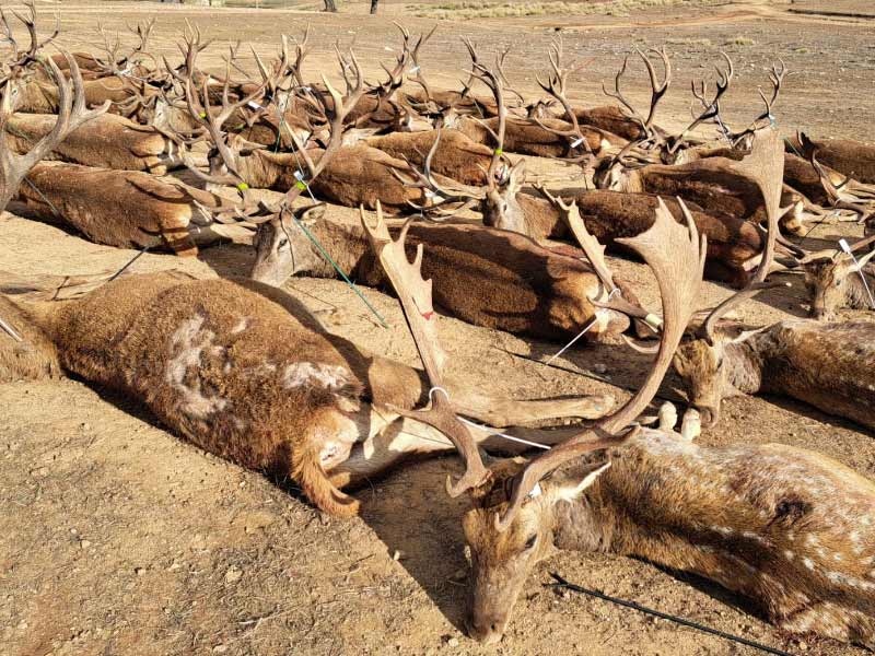 Chaqueta Caza Blaser