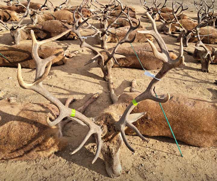 Chaqueta Caza Blaser