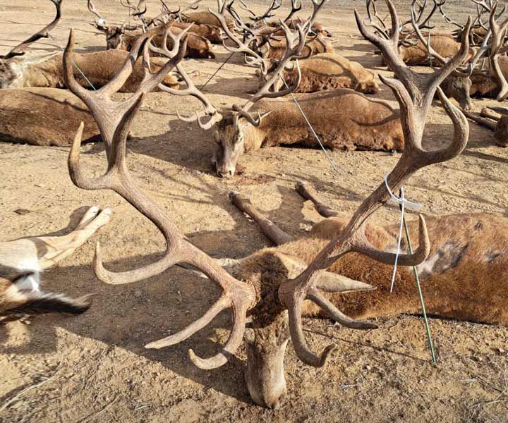 Chaqueta Caza Blaser