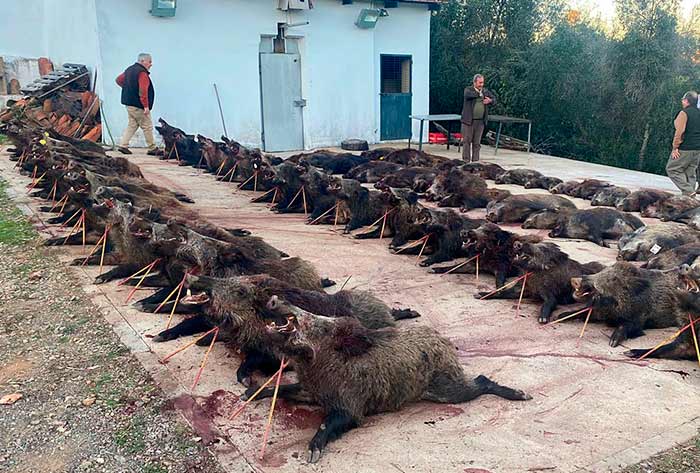 Chaqueta Caza Blaser