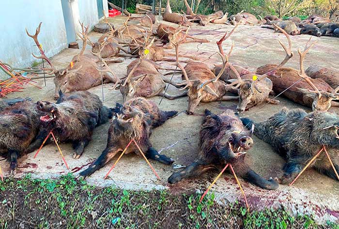 Chaqueta Caza Blaser