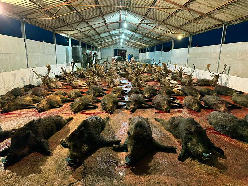 Chaqueta Caza Blaser