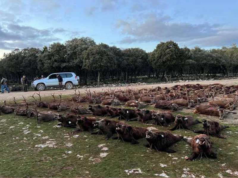 Chaqueta Caza Blaser