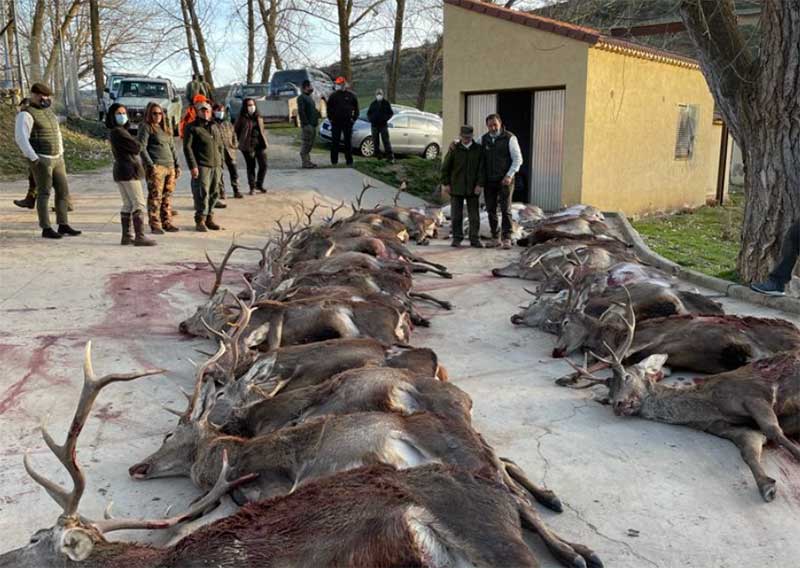 Chaqueta Caza Blaser