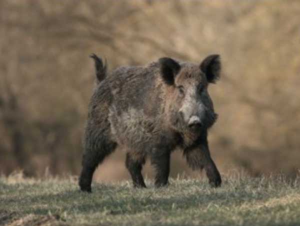 Royos los Palos (AB) | 31 oct | 135€