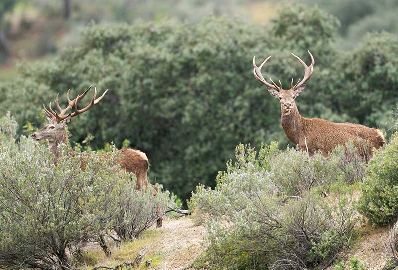 Monteria en Valmayor