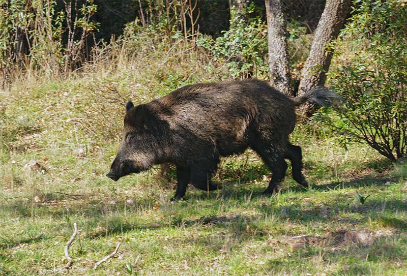 Monteria en finca La Bastiana