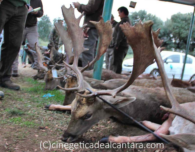 BenaventeRiberos201804