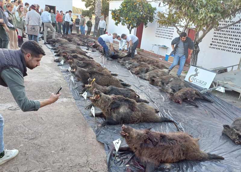 Chaqueta Caza Blaser