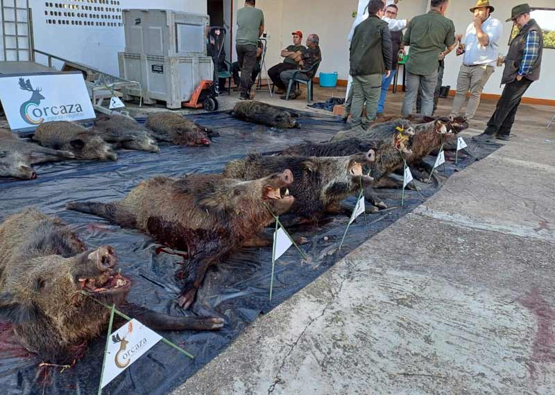 Chaqueta Caza Blaser