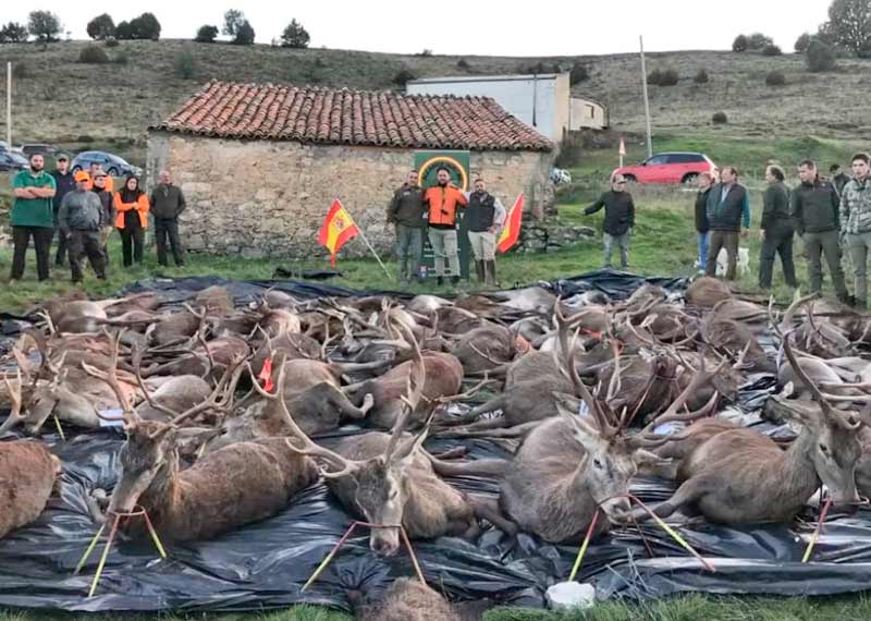 Chaqueta Caza Blaser
