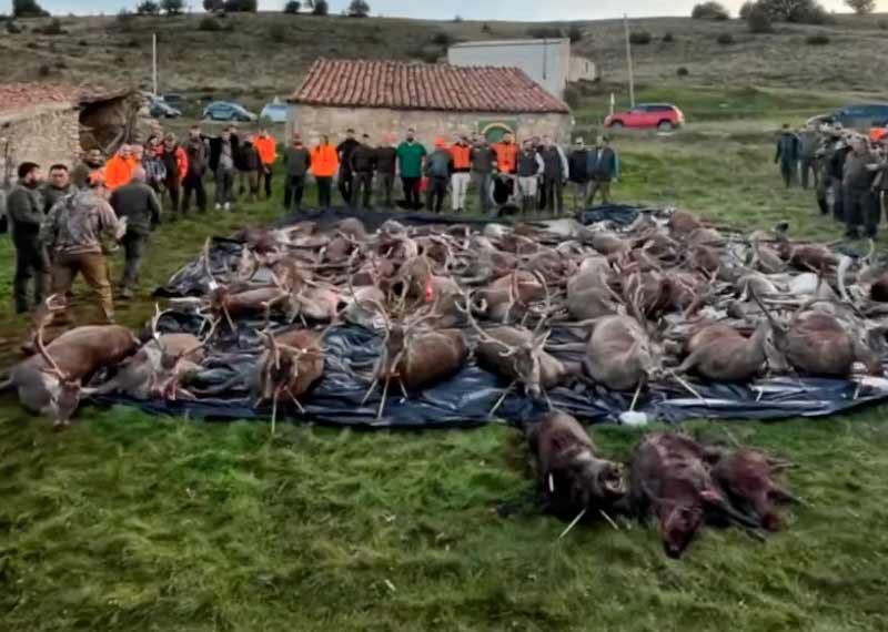 Chaqueta Caza Blaser