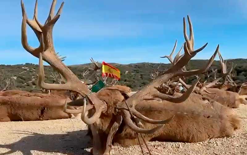 Chaqueta Caza Blaser