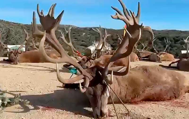 Chaqueta Caza Blaser