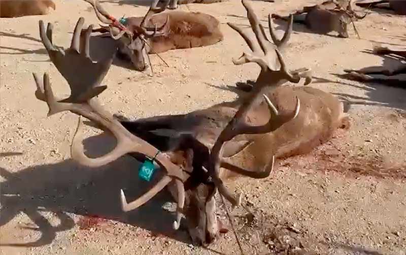 Chaqueta Caza Blaser