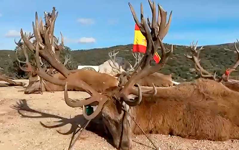 Chaqueta Caza Blaser