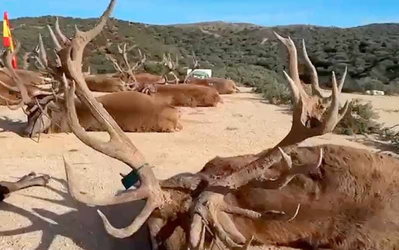 Chaqueta Caza Blaser