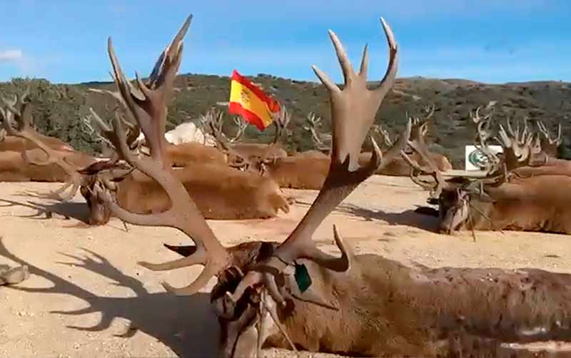 Chaqueta Caza Blaser