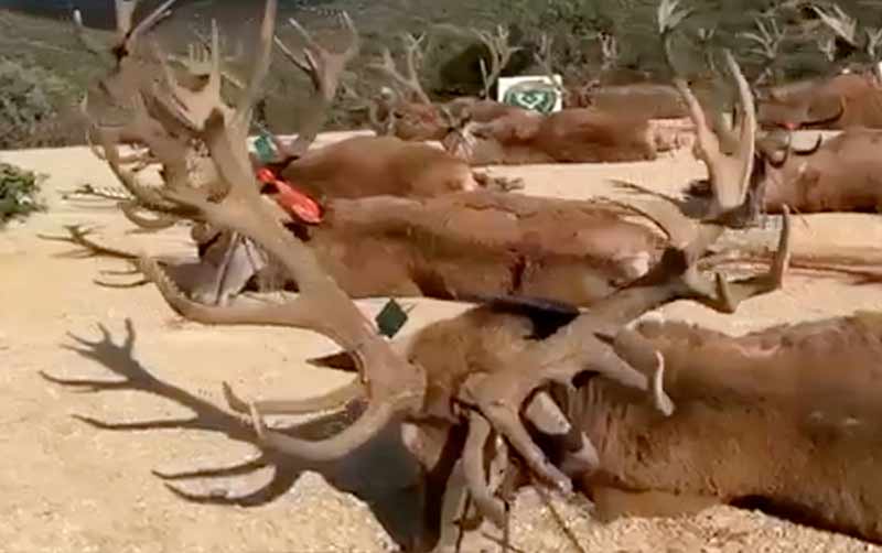 Chaqueta Caza Blaser