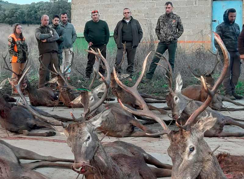 Chaqueta Caza Blaser