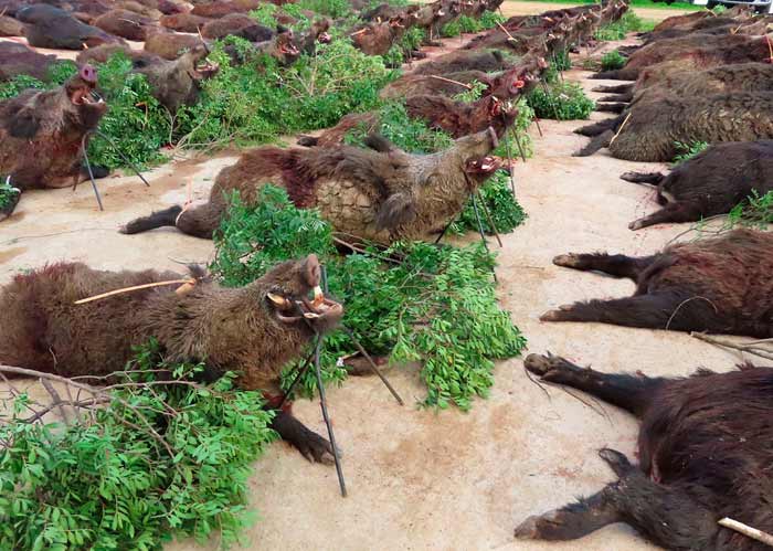 Chaqueta Caza Blaser