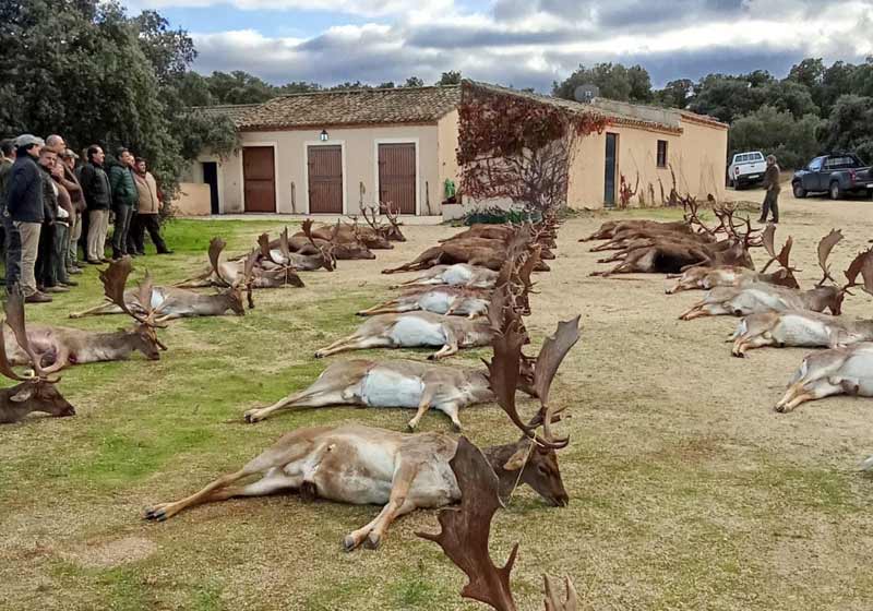 Chaqueta Caza Blaser