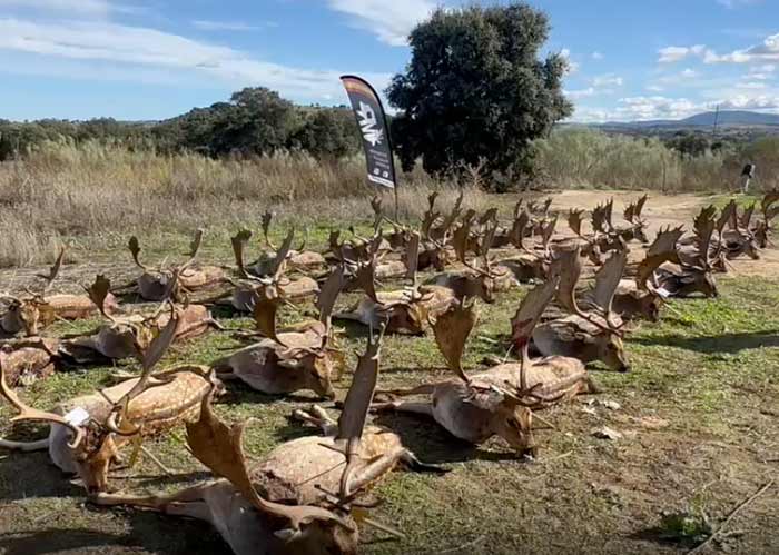 Chaqueta Caza Blaser