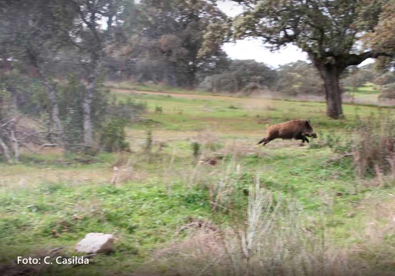 Chaqueta Caza Blaser