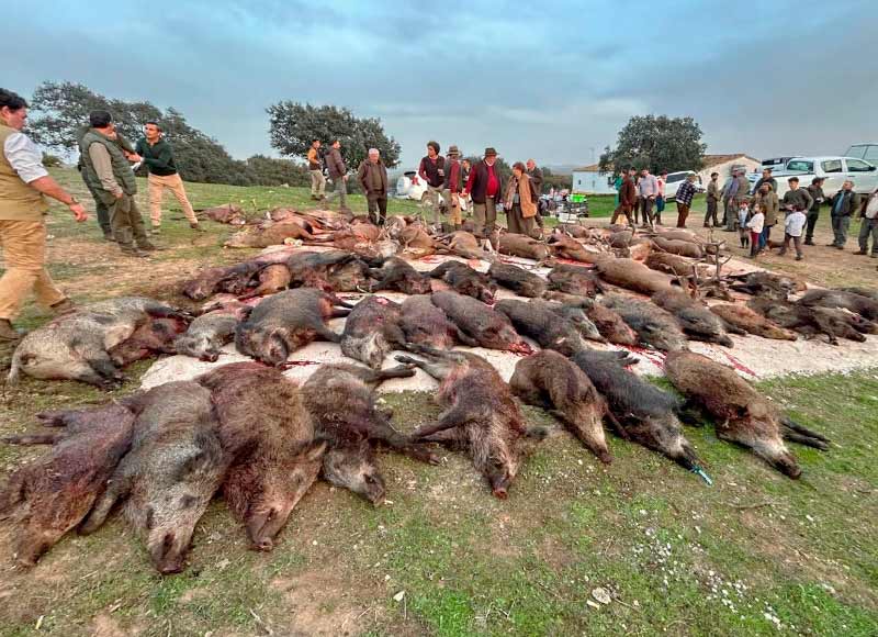 Chaqueta Caza Blaser