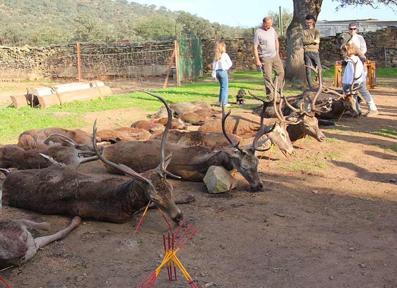 Chaqueta Caza Blaser