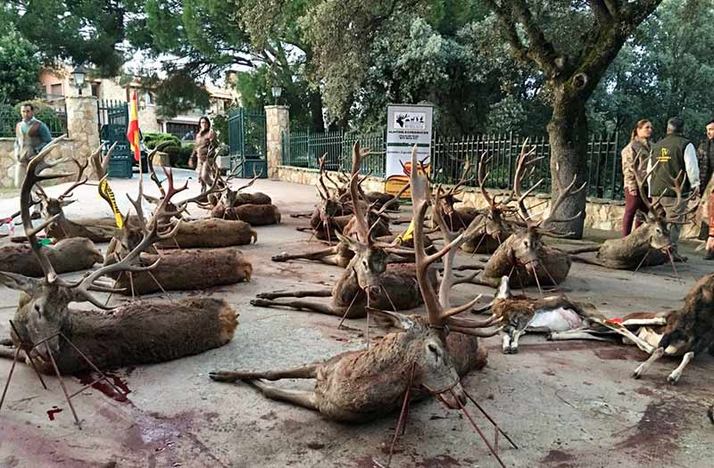 Chaqueta Caza Blaser