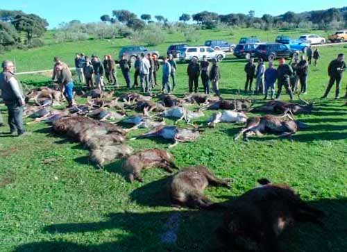 Chaqueta Caza Blaser