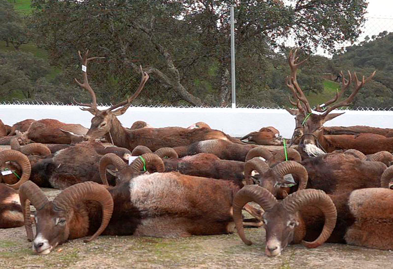 Chaqueta Caza Blaser