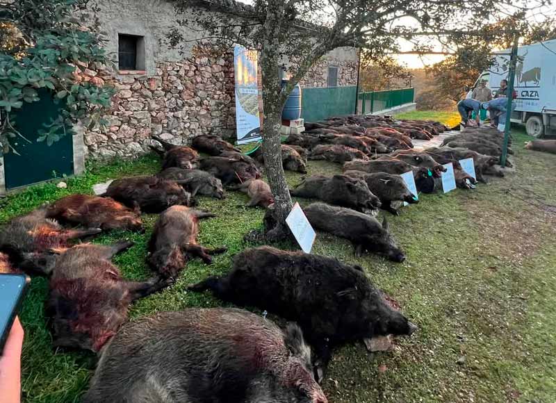 Chaqueta Caza Blaser