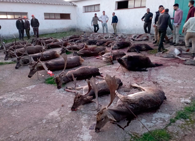 Chaqueta Caza Blaser