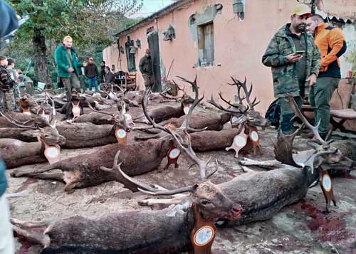 Chaqueta Caza Blaser