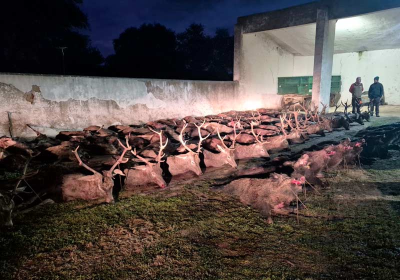 Chaqueta Caza Blaser