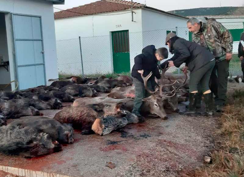 Chaqueta Caza Blaser