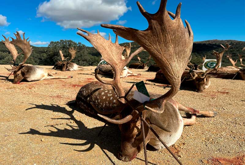 Chaqueta Caza Blaser