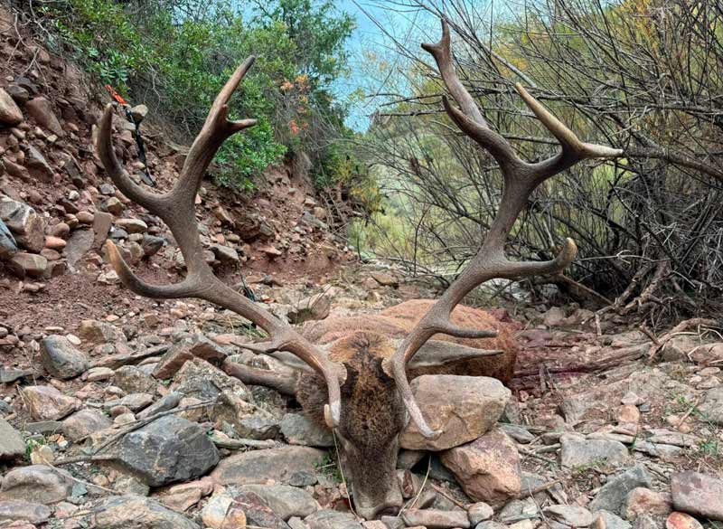 Chaqueta Caza Blaser