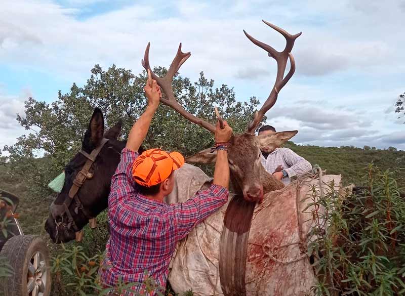 Chaqueta Caza Blaser
