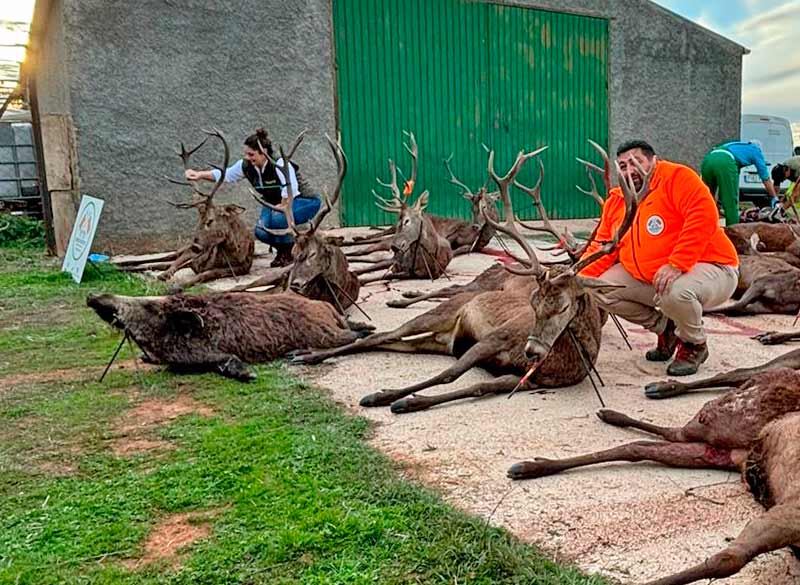 Chaqueta Caza Blaser