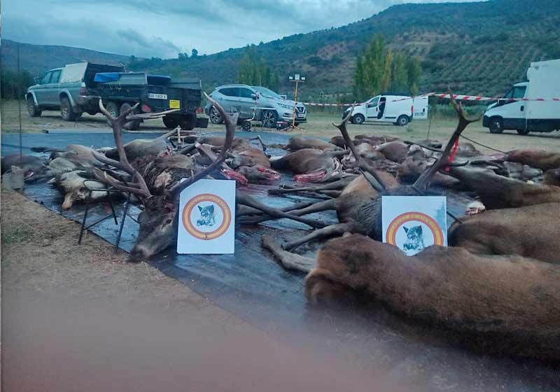 Chaqueta Caza Blaser