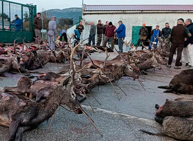 Chaqueta Caza Blaser